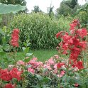 Penstemon hartwegii 'Tubular Bells'
